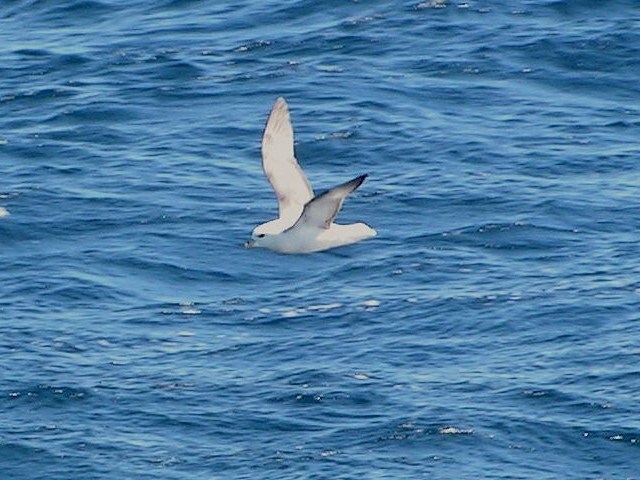 Northern Fulmar